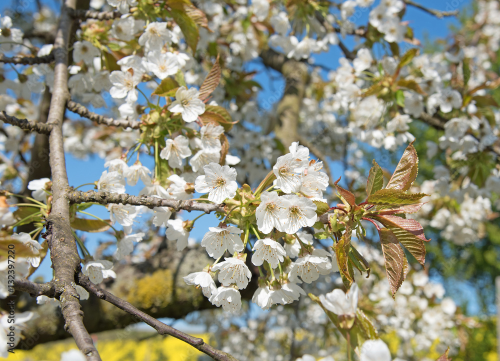 Blühender Kirschbaum, Prunus avium Blühender Kirschbaum, Prunus avium