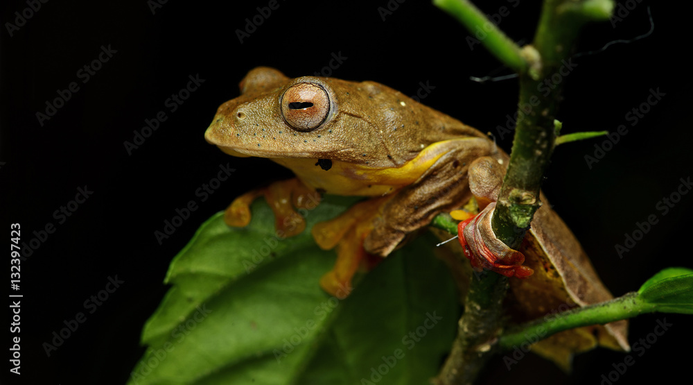 Obraz premium Beautiful Frog, Frog , Tree Frog, Tree frog on branch , Frog of