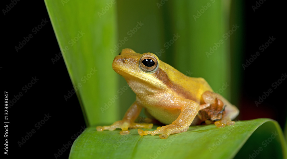 Fototapeta premium Beautiful Frog, Frog , Frog on green leaf , Frog of Thailand