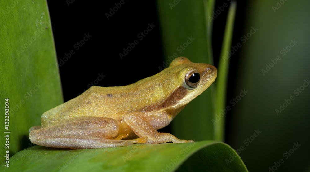 Fototapeta premium Beautiful Frog, Frog , Frog on green leaf , Frog of Thailand