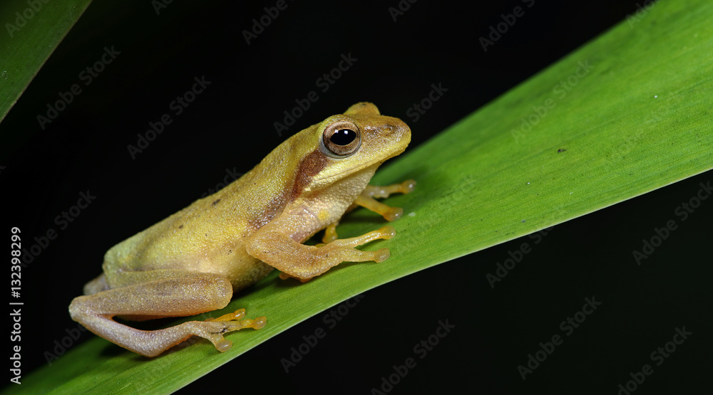 Obraz premium Beautiful Frog, Frog , Frog on green leaf , Frog of Thailand