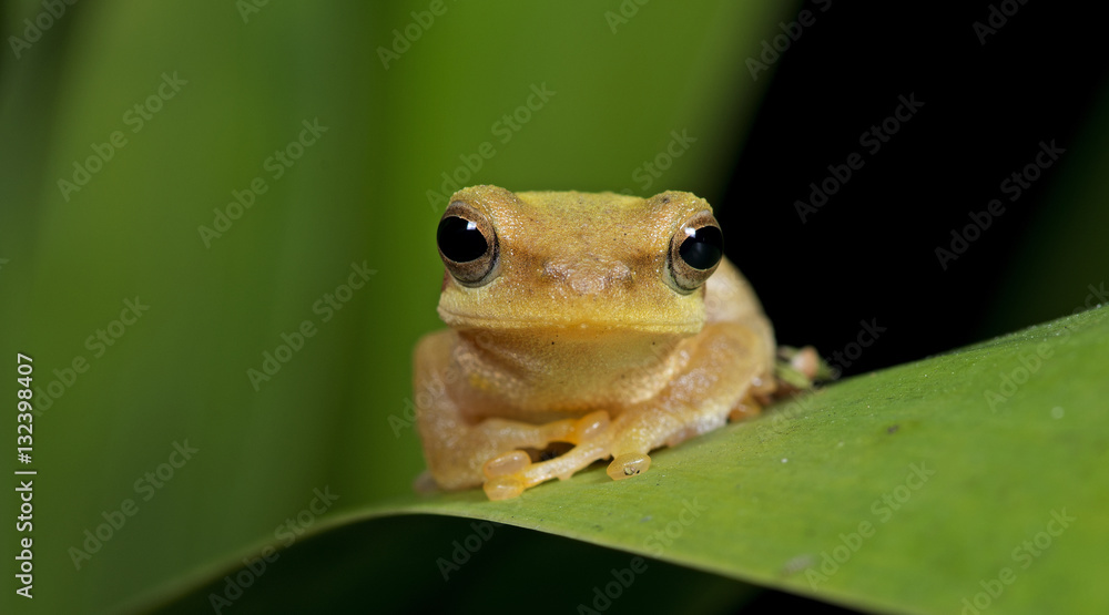 Obraz premium Beautiful Frog, Frog , Frog on green leaf , Frog of Thailand