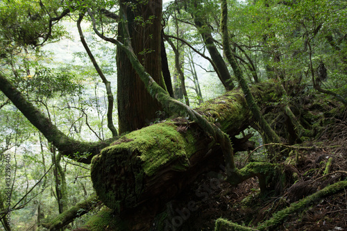Fotografie, Obraz Moss covered ancient tree in primeval forest, Yakushima Island, natural World He