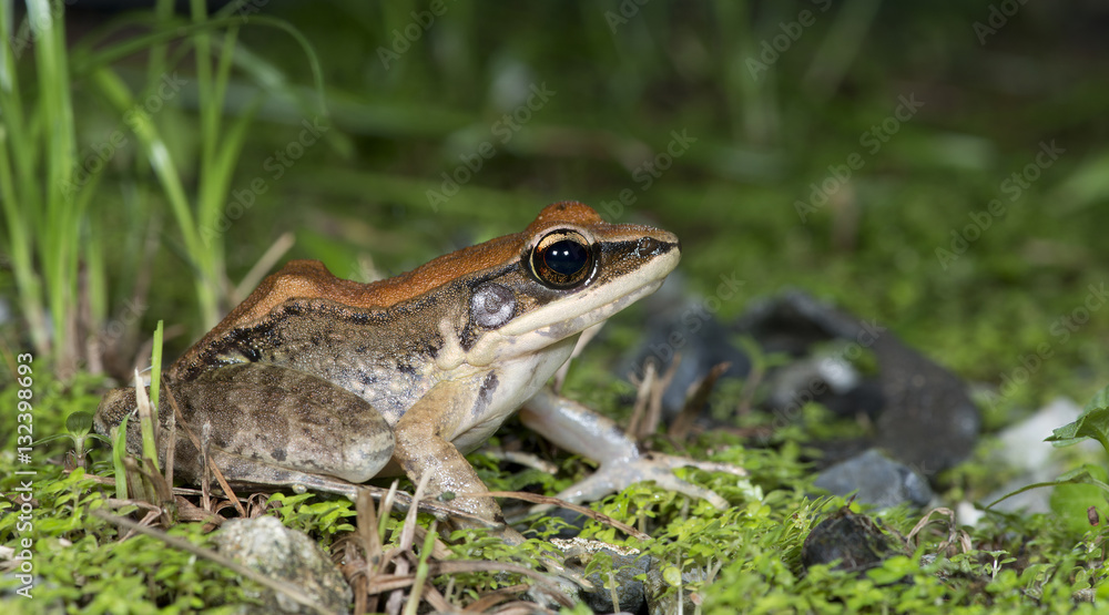 Beautiful Frog, Frog , Frog on grass , Frog of Thailand Beautiful Frog, Frog , Frog on grass , Frog of Thailand