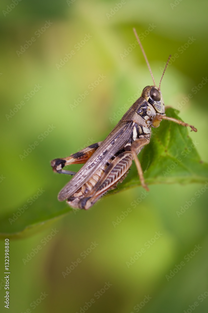 Grasshopper with shallow depth of field. Focus in on eye. Grasshopper with shallow depth of field. Focus in on eye.