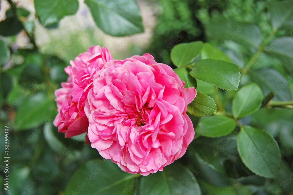 Pink Rosa odorata