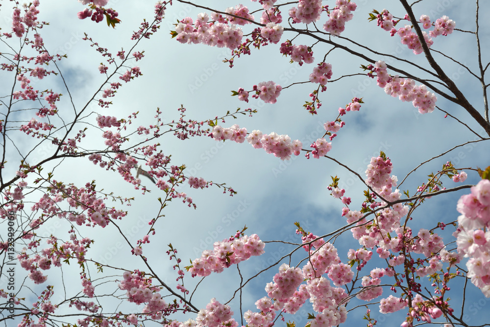 Spring cherry blossoms