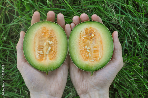 Hands holding halves of dwarf yellow melon on a background of green grass. Top view.