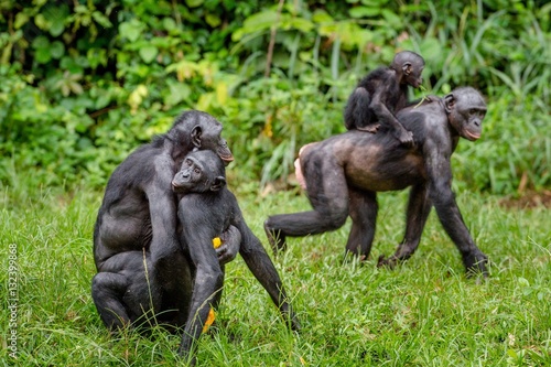 Bonobo mating in natural habitat. Natural green background. The Bonobo ( Pan paniscus), Democratic Republic of Congo. Africa © Uryadnikov Sergey