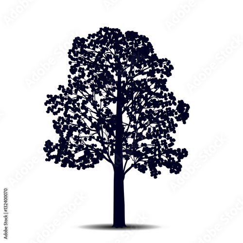 silhouette detached tree  linden with leaves