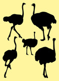 Ostrich birds animal silhouette. Good use for symbol, logo, web icon, mascot, sign, or any design you want.