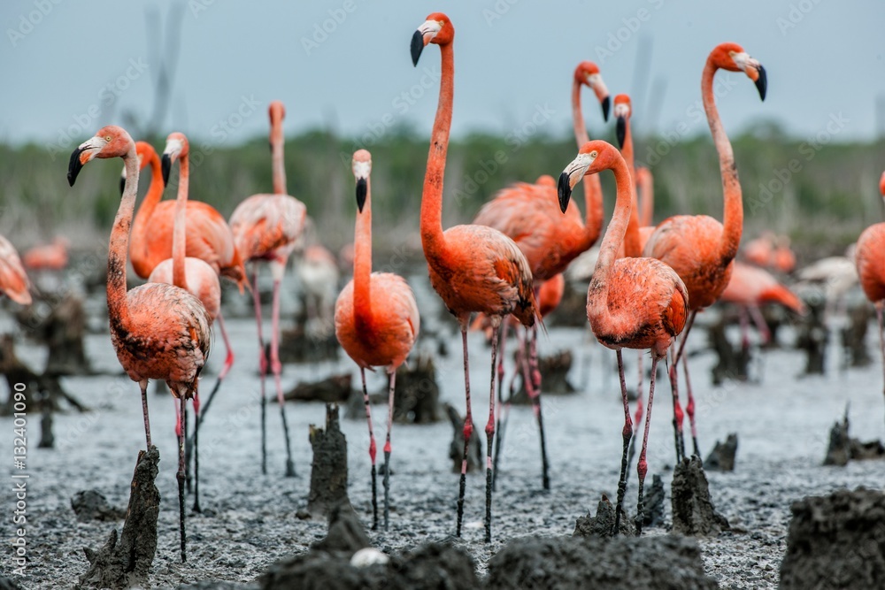 Naklejka premium American Flamingos or Caribbean flamingos ( Phoenicopterus ruber ruber). Colony of Flamingo on the nests. Rio Maximo, Camaguey, Cuba.