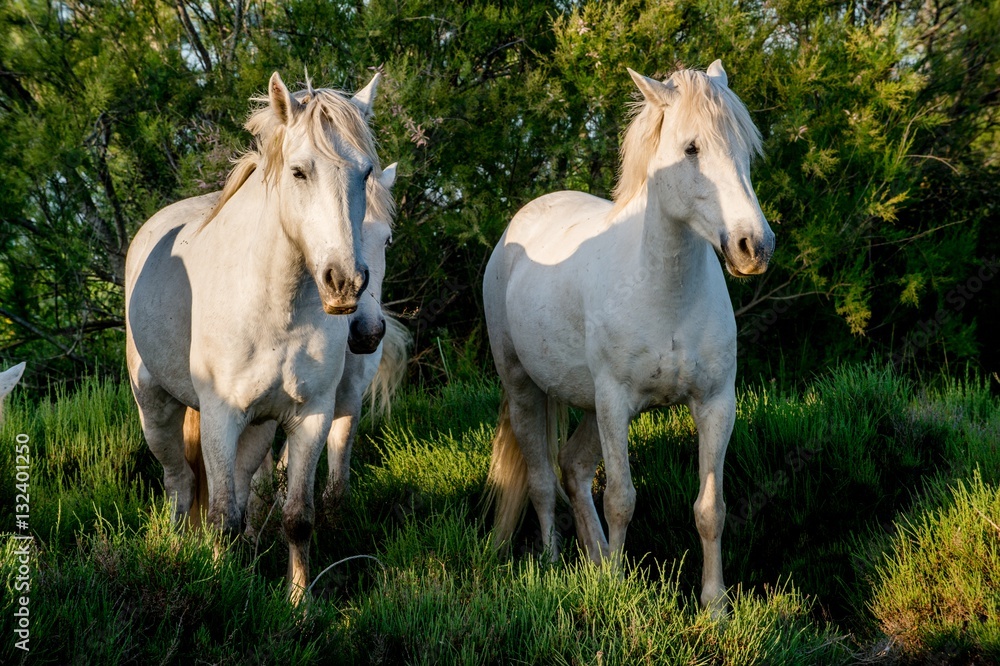 White Camargue Horses in sunset light on the dark green natural background.