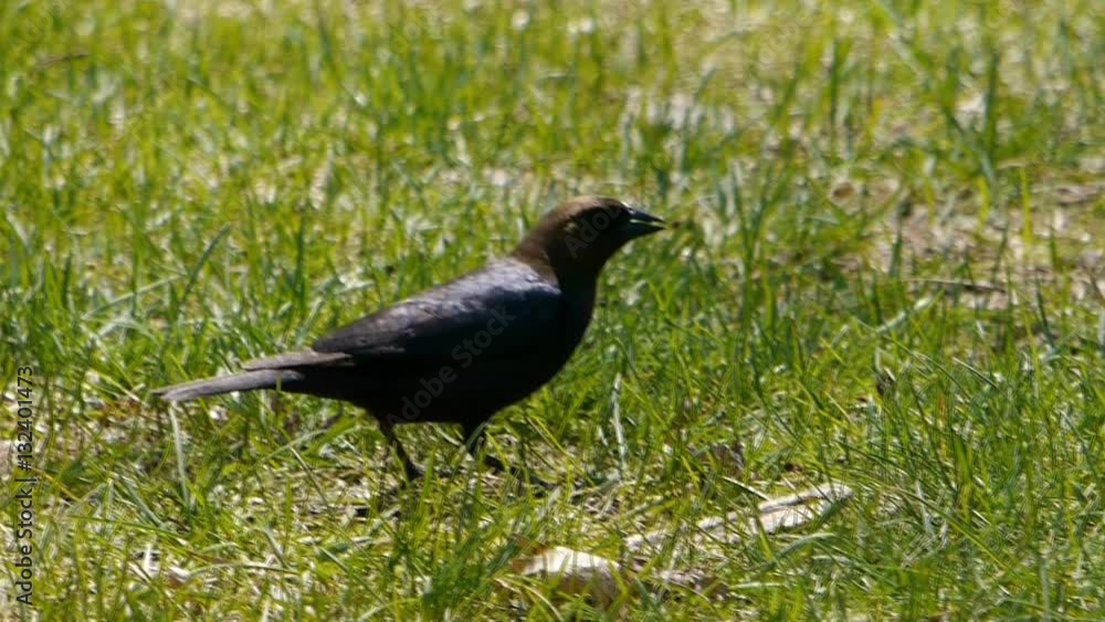 Brown-headed Cowbird probes lawn in summer for food. Brown-headed Cowbird probes lawn in summer for food.