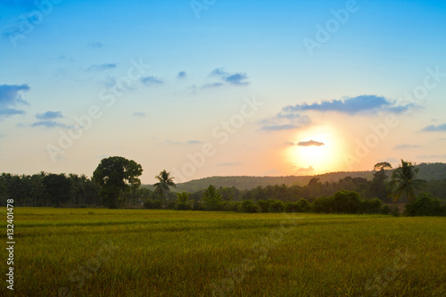 Evening field