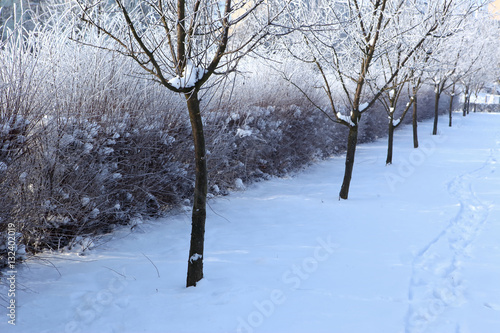 krzewy i drzewa liściaste w zimie