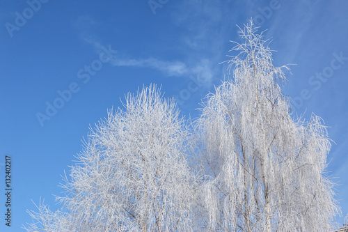 Drzewa liściaste w zimie