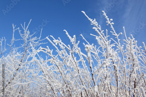 Drzewa liściaste w zimie © fotodrobik