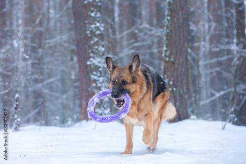 dog breed German shepherd carries a puller teeth in the winter forest © Mysh