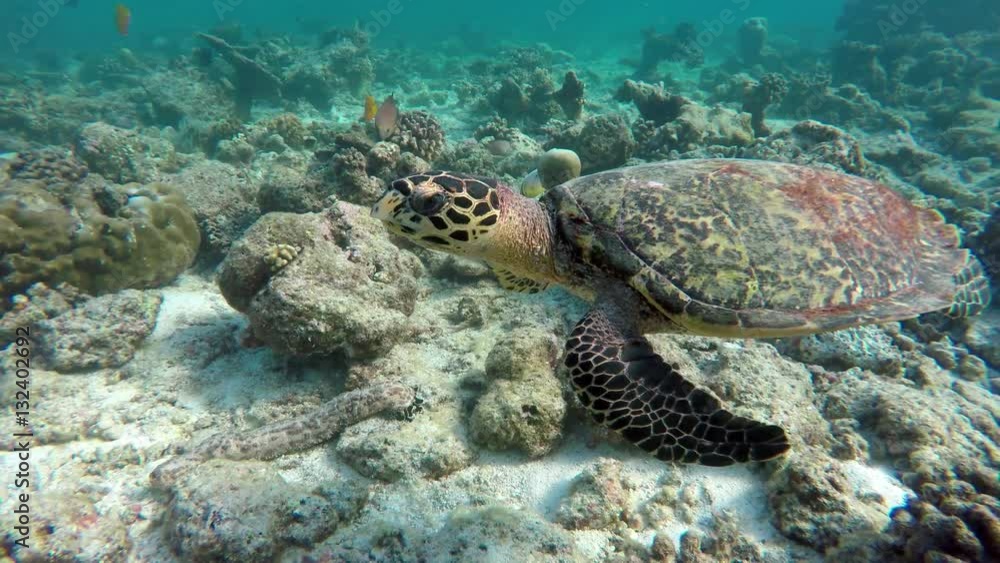 ein Schildkröte schwimmt in einem Korallenriff ein Schildkröte schwimmt in einem Korallenriff