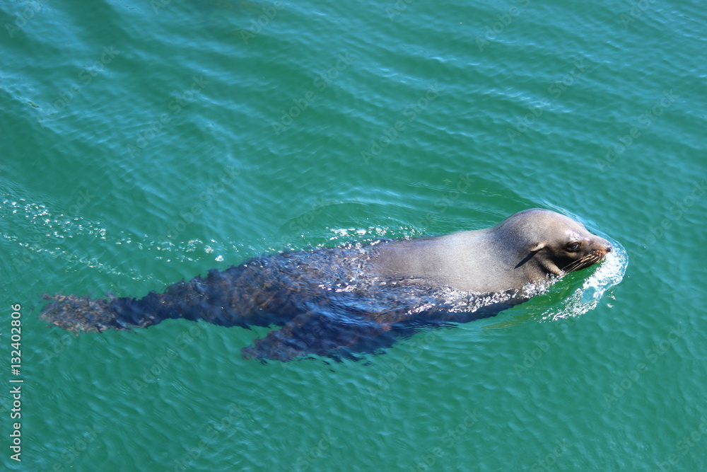 Obraz premium Robbe im MarineScienceCentre