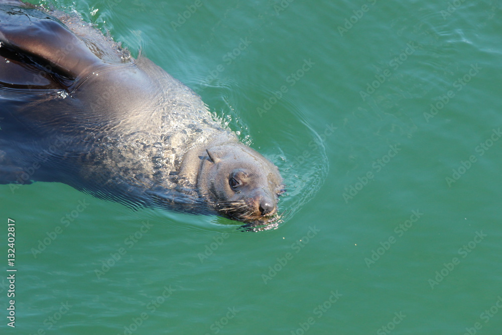 Obraz premium Robbe im MarineScienceCentre