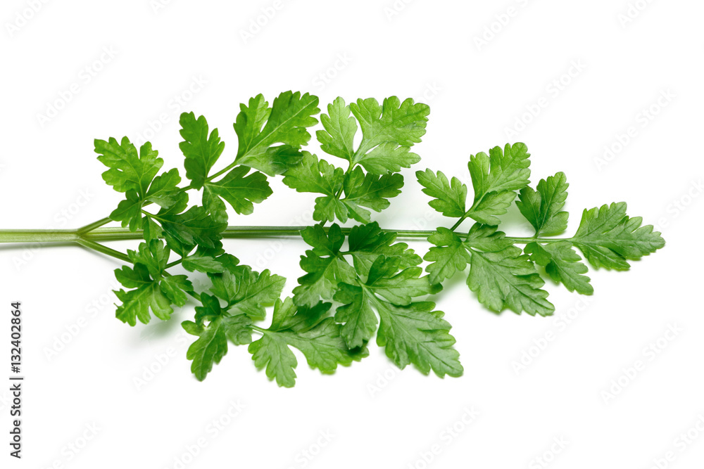 Fresh Parsley isolated Fresh Parsley isolated