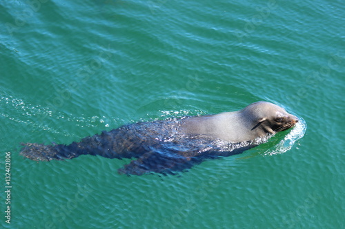 Robbe im MarineScienceCentre