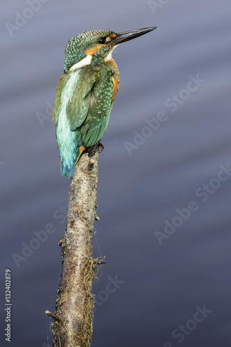 De ijsvogel op de uitkijk photo