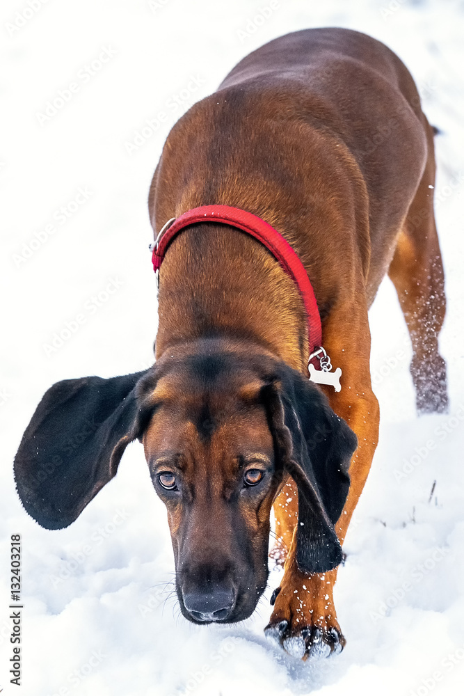 Bavarian Mountain Hound playing in the snow Bavarian Mountain Hound playing in the snow