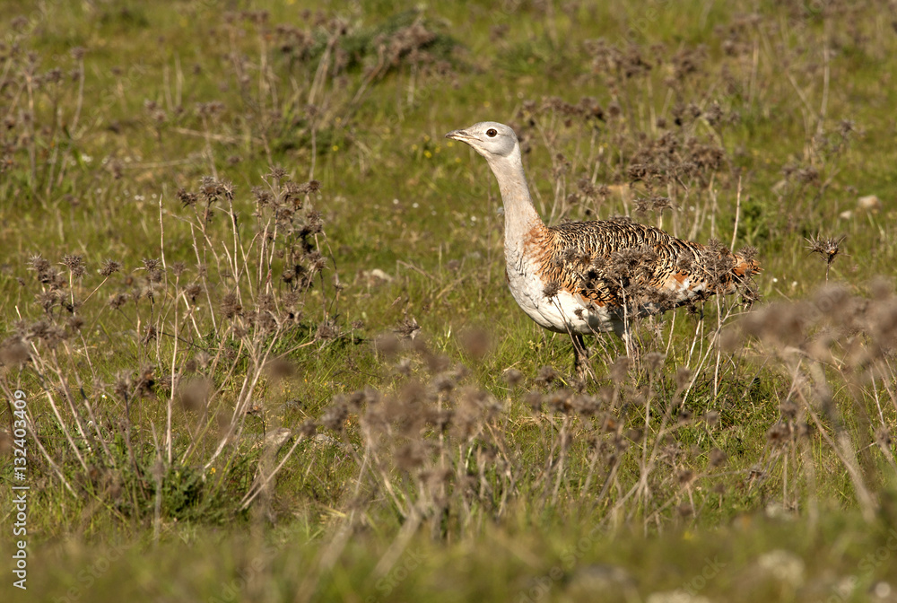 female of Great bustard. Otis tarda female of Great bustard. Otis tarda