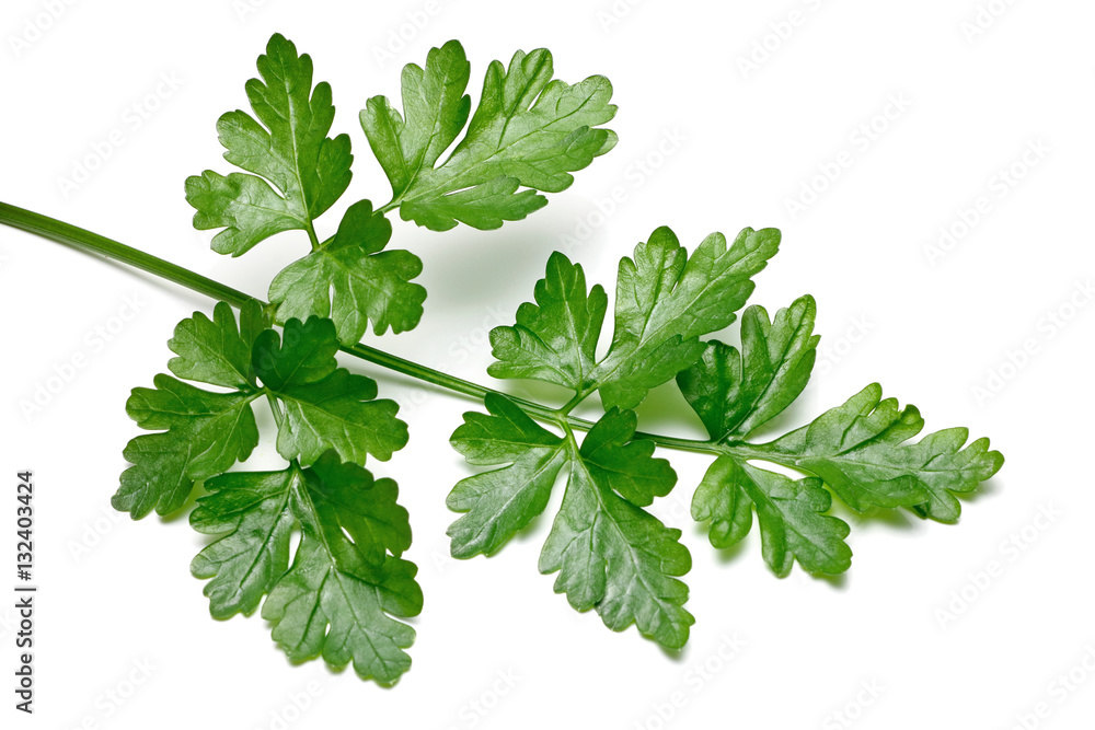 Fresh Parsley isolated Fresh Parsley isolated