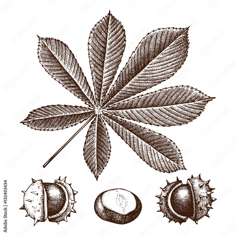 Chestnut botanical illustration. Vector hand drawn leaf and nuts sketch