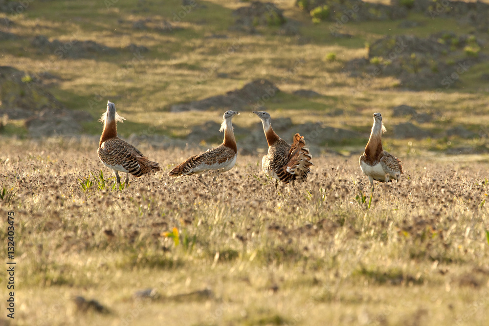 Four males of Great bustard in mating season fighting. Otis tarda Four males of Great bustard in mating season fighting. Otis tarda