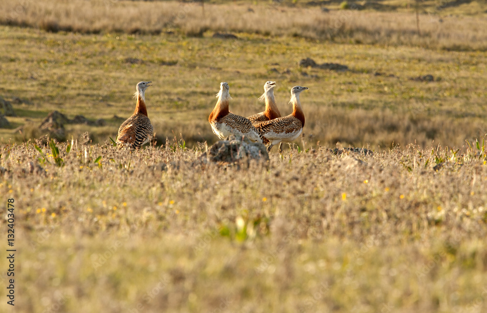 Four males of Great bustard in mating season fighting. Otis tarda Four males of Great bustard in mating season fighting. Otis tarda