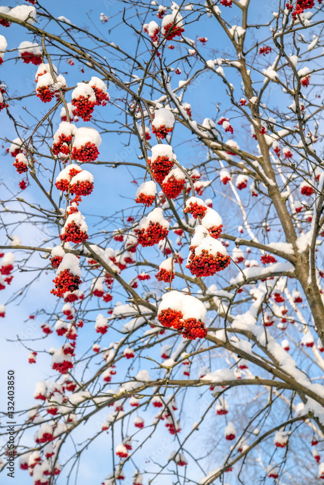 the clusters of red berries of mountain ash under snow the clusters of red berries of mountain ash under snow