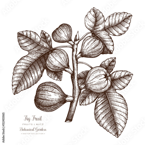 Fig tree botanical illustration. Vintage fig fruit sketch. Hand drawn vector.