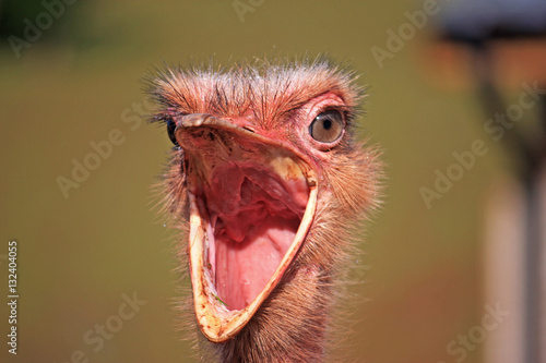 Ostrich © Jenny Thompson