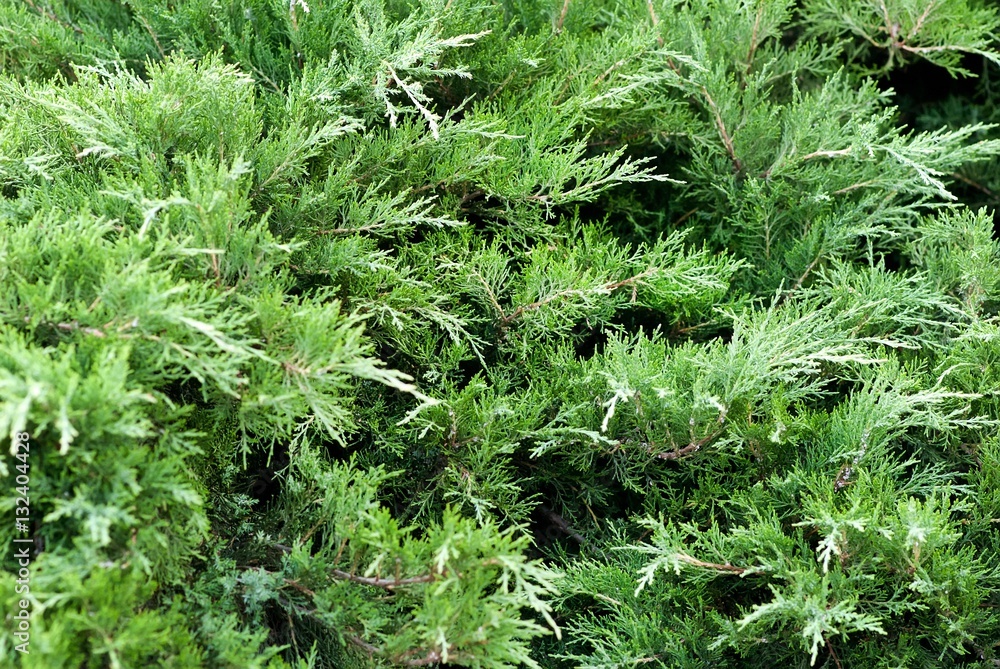 Creeping juniper in the garden background. Green leave texture Creeping juniper in the garden background. Green leave texture