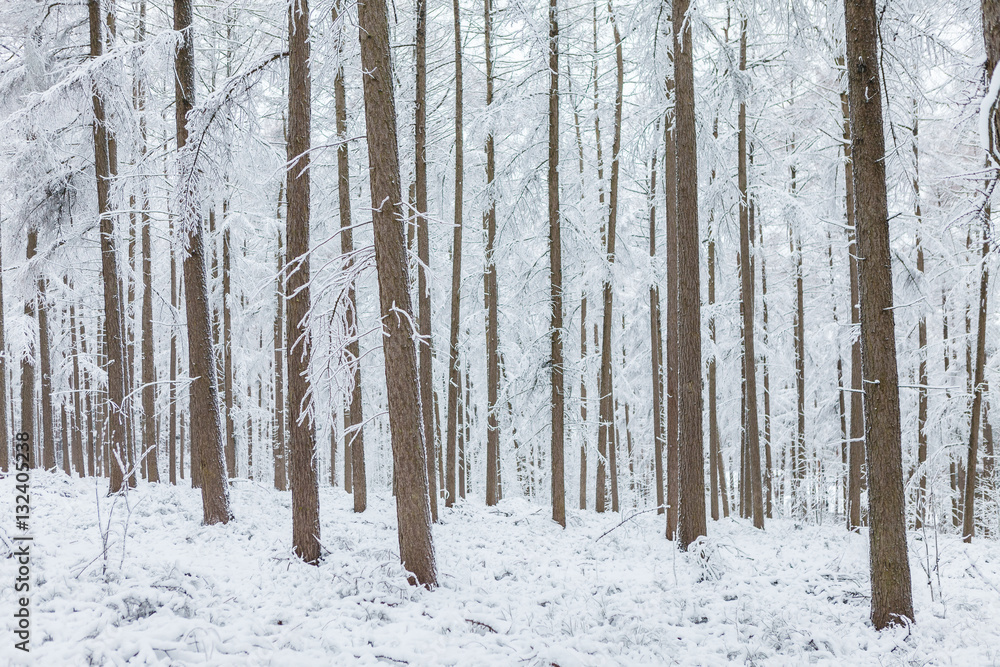 Fototapeta premium Trees in a forest during the winter covered with snow
