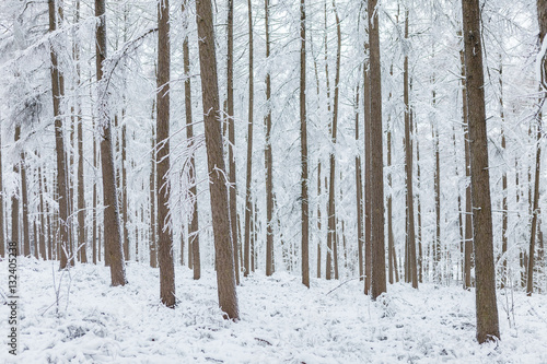 Trees in a forest during the winter covered with snow