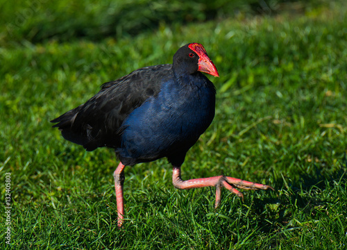 Pukeko, Blenheim, South Island, New Zealand.