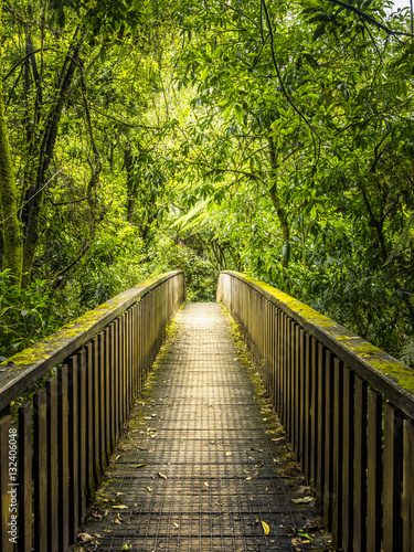 Wooden Bridge in Deep Forest, Walkway to Aranui Cave in Waitomo, New Zealand.