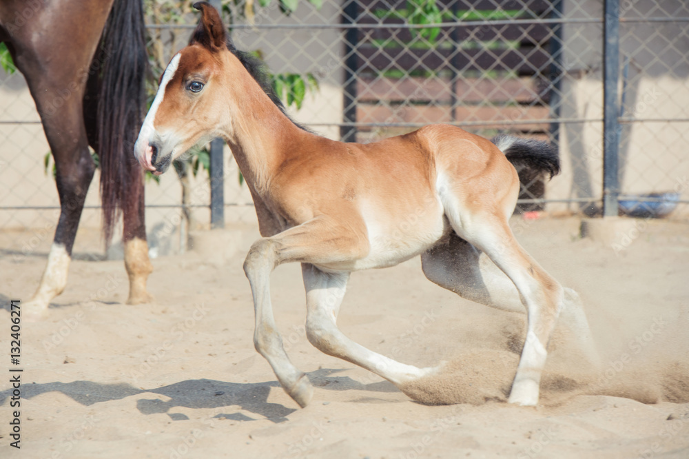 Running Marwari chestnut colt in paddock. India Running Marwari chestnut colt in paddock. India