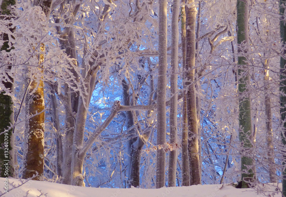 Obraz premium Frozen winter woods