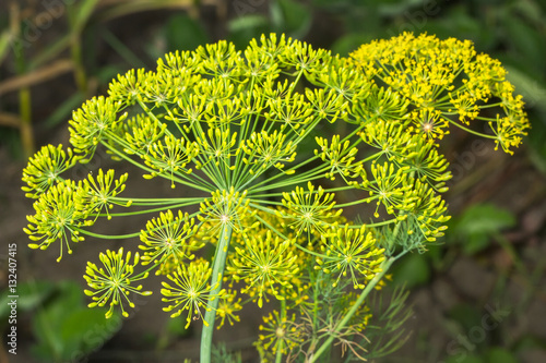 Yellow flowers of dill (Anethum graveolens) photo