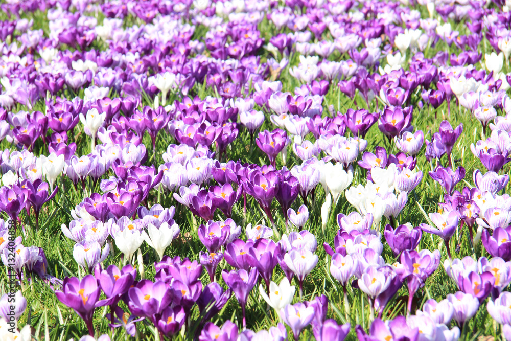 Crocuses on a field