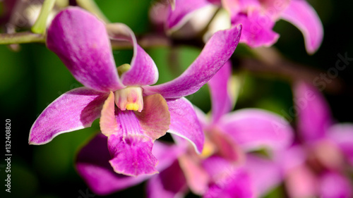 Purple Denerobium Orchids in tropical garden.