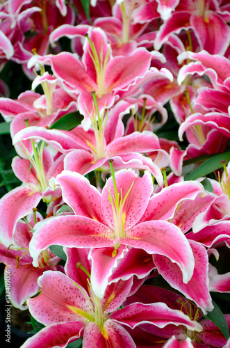 Fototapeta Naklejka Na Ścianę i Meble -  Pink lily in botanical garden.