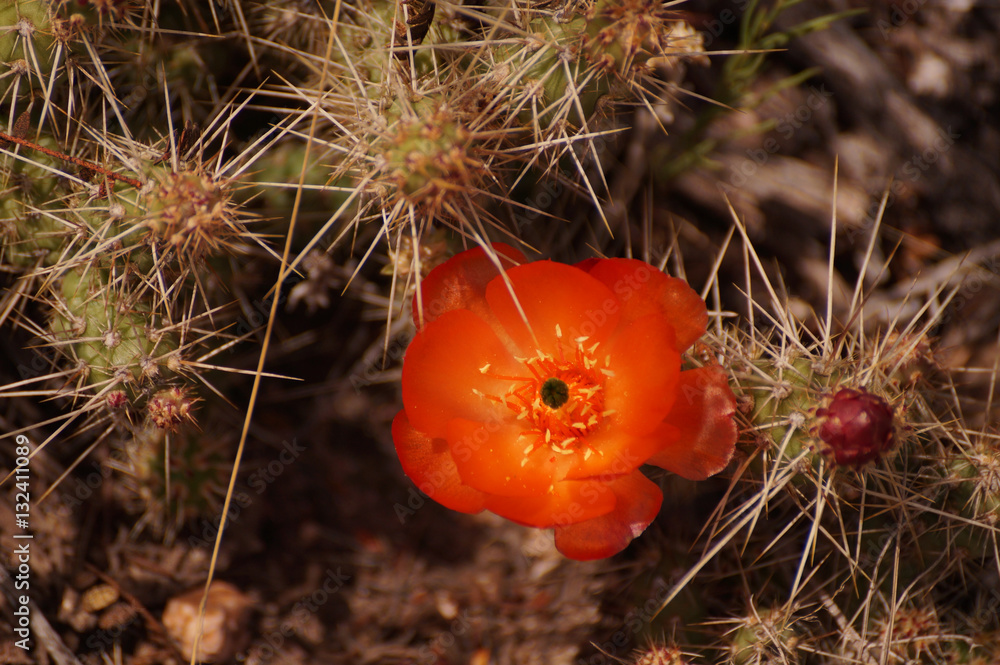 Flor y fruto de cactus originario de Cordillera de los Andes, mendoza,  Argentina Stock Photo | Adobe Stock